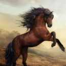 sercan52 profil